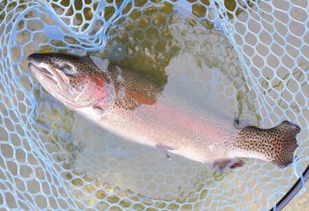 久しぶりのイトウ ～フィッシングパーク高島の泉～